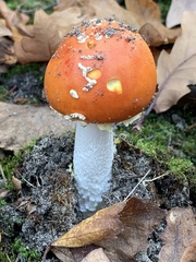 Amanita muscaria