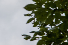 Tachycineta bicolor