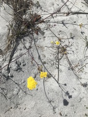 Gymnodiscus capillaris