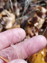 Agrostis perennans