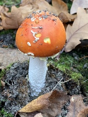 Amanita muscaria