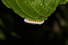 Macremphytus testaceus