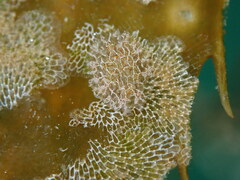 Corambe steinbergae