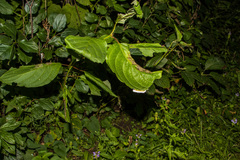 Macremphytus testaceus