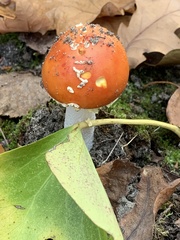 Amanita muscaria
