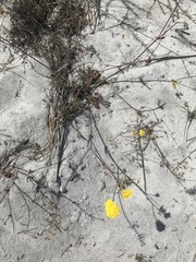 Gymnodiscus capillaris