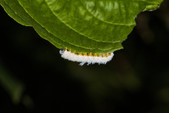 Macremphytus testaceus