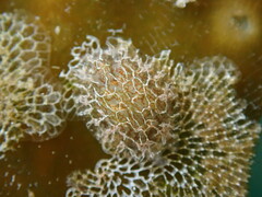 Corambe steinbergae