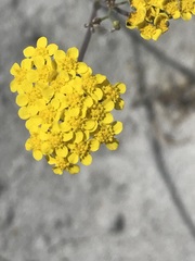 Gymnodiscus capillaris
