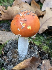 Amanita muscaria