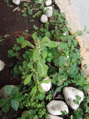 Gamochaeta americana