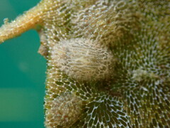 Corambe steinbergae
