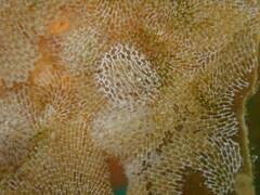Corambe pacifica