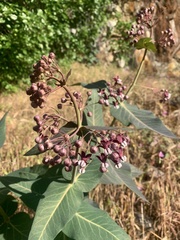 Asclepias cordifolia
