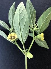 Physalis philadelphica