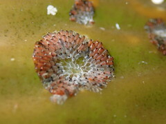 Watersipora subtorquata