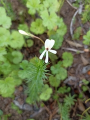 Pelargonium elongatum