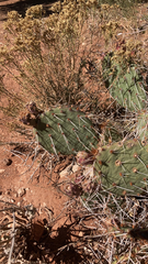 Opuntia phaeacantha