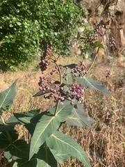 Asclepias cordifolia