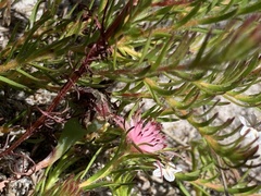 Diastella proteoides