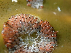 Watersipora subtorquata