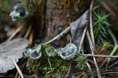 Peltigera extenuata