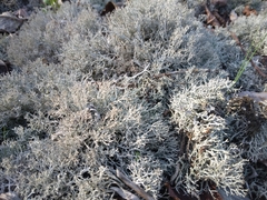 Cladonia rangiformis