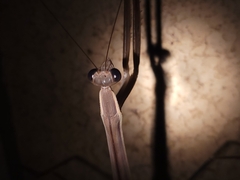 Tenodera australasiae