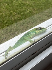 Anolis equestris