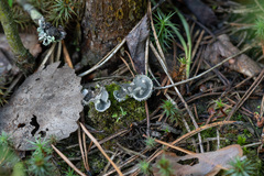 Peltigera extenuata