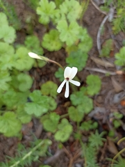 Pelargonium elongatum