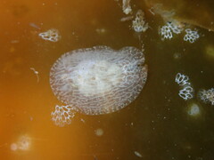 Corambe pacifica