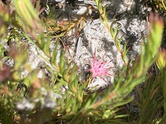 Diastella proteoides