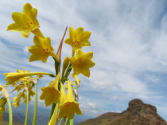 Cyrtanthus flanaganii