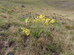 Cyrtanthus flanaganii