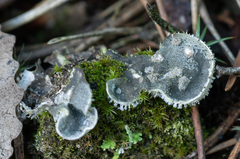 Peltigera extenuata