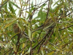 Linaria flavirostris