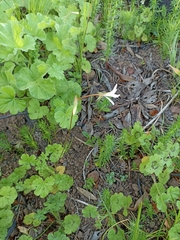 Pelargonium elongatum