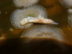Polycera atra
