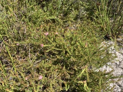 Diastella proteoides