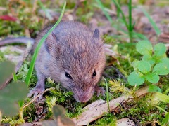 Apodemus sylvaticus