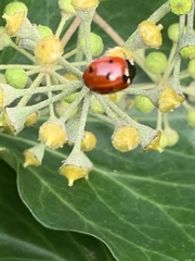 Coccinella septempunctata