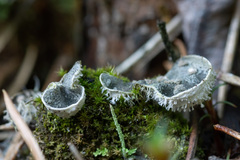 Peltigera extenuata