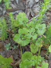 Pelargonium elongatum
