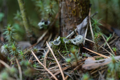 Peltigera extenuata