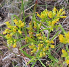 Gutierreziinae