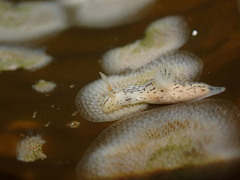 Polycera atra