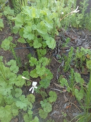 Pelargonium elongatum