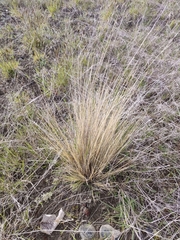 Festuca novae-zelandiae