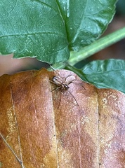 Neriene peltata